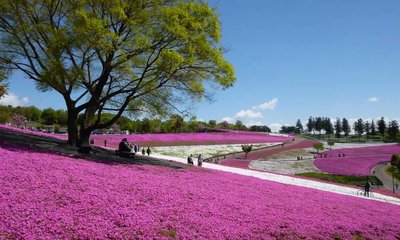 🌳 오야마 녹지 공원(오야마 료쿠치) 이미지 2